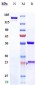 Anti-PDGFRA / CD140a Reference Antibody (tovetumab)